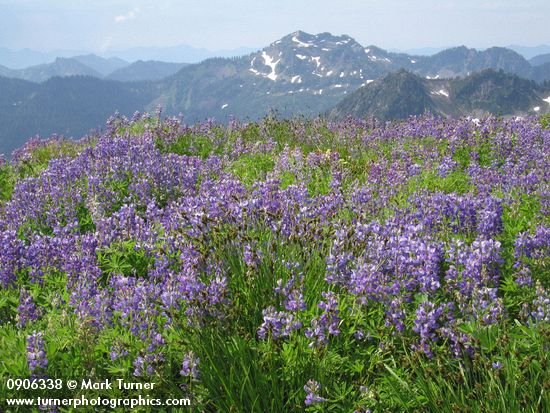 Broadleaf Lupines among Sedges w/ Park Butte & Dock Butte bkgnd