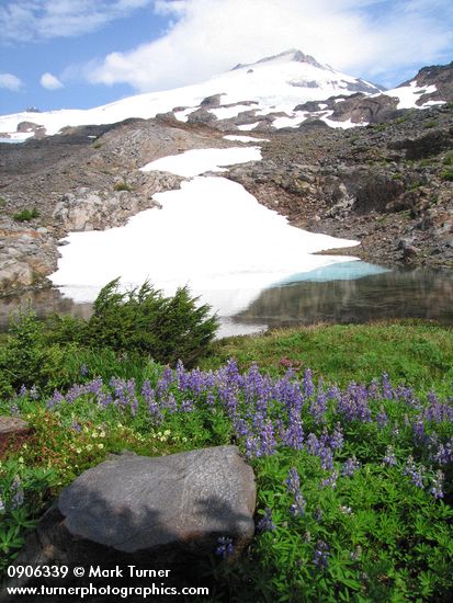 Broadleaf Lupines by snowmelt pond below Mt. Baker summit