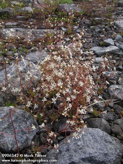 Rusty Saxifrage