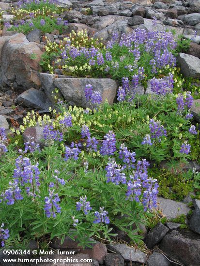 Broadleaf Lupines on glacial moraine w/ Partridgefoot