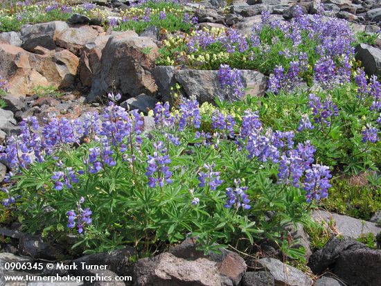 Broadleaf Lupines on glacial moraine w/ Partridgefoot