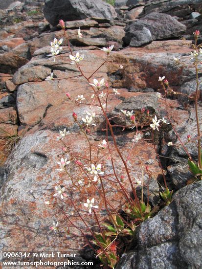 Rusty Saxifrage