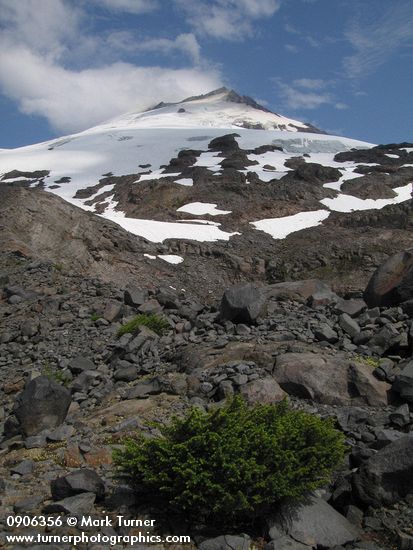 Mt. Baker south face w/ Easton Glacier, dwarf Mountain Hemlock fgnd