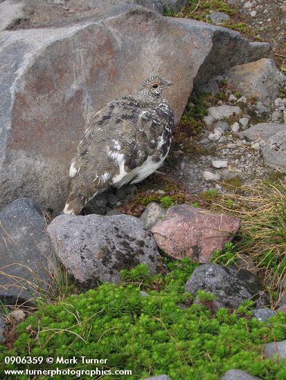 White-tailed Ptarmigan