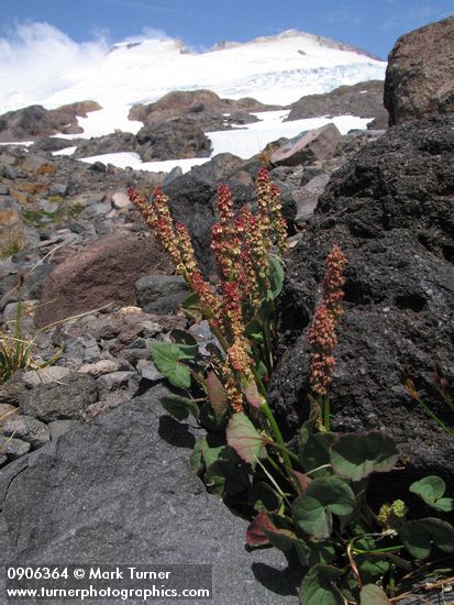 Mountain Sorrel w/ Mt. Baker summit bkgnd