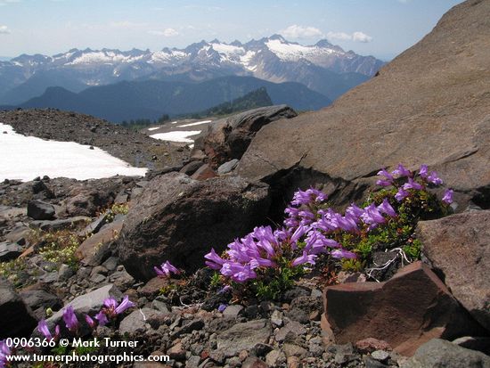 Davidson's Penstemon w/ Twin Sisters range bkgnd