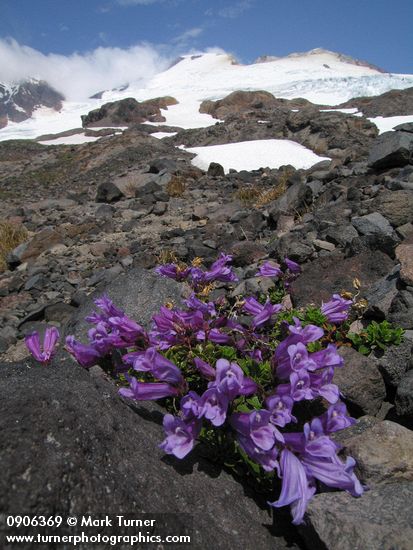 Davidson's Penstemon w/ Mt. Baker summit bkgnd