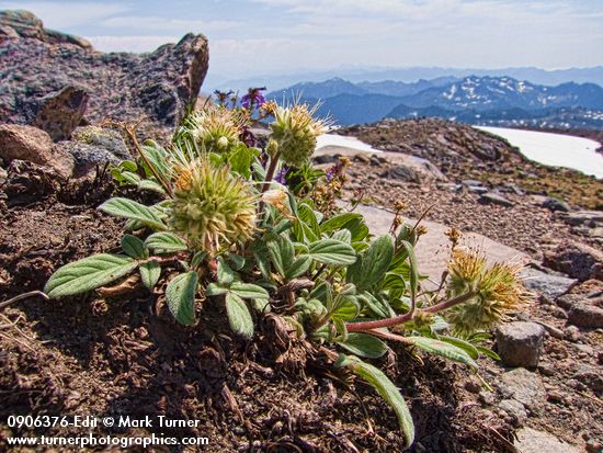Narrowsepal Phacelia