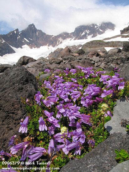 Davidson's Penstemon on glacial moraine w/ Black Buttes & Deming Glacier bkgnd