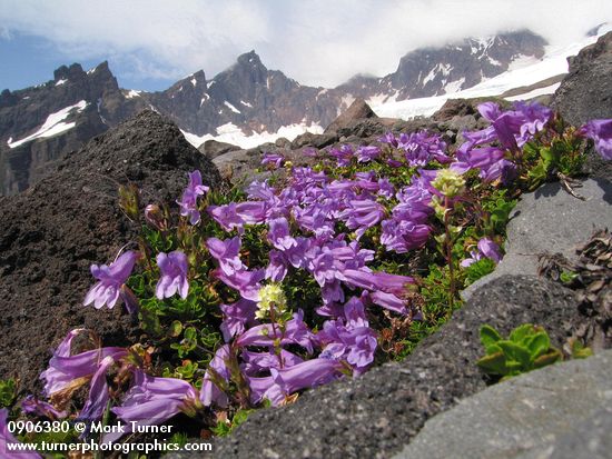 Davidson's Penstemon on glacial moraine w/ Black Buttes & Deming Glacier bkgnd