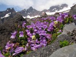 Davidson's Penstemon on glacial moraine w/ Black Buttes & Deming Glacier bkgnd