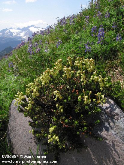 Yellow Mountain-heather