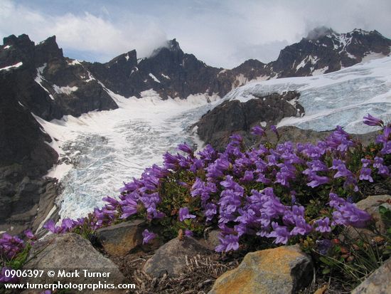 Davidson's Penstemon w/ Black Buttes & Deming Glacier bkgnd