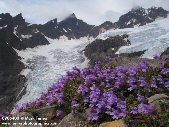 Davidson's Penstemon w/ Black Buttes & Deming Glacier bkgnd