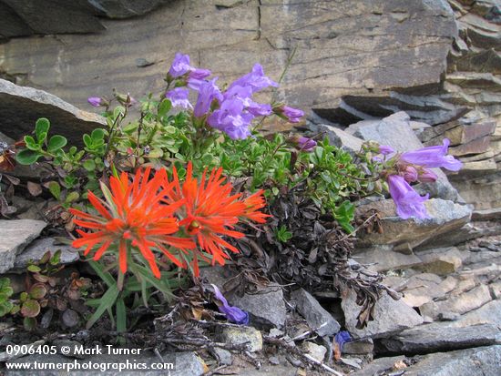 Cliff Paintbrush & Davidson's Penstemon on fractured rock cliff