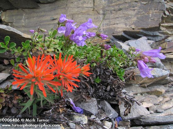Cliff Paintbrush & Davidson's Penstemon on fractured rock cliff