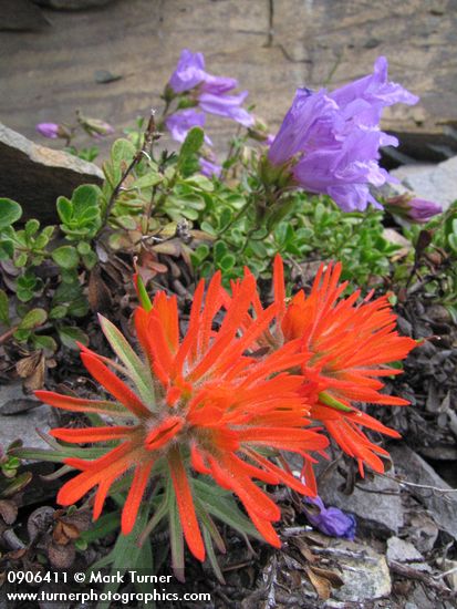Cliff Paintbrush & Davidson's Penstemon on fractured rock cliff