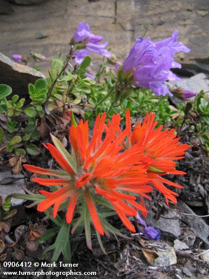 Cliff Paintbrush & Davidson's Penstemon on fractured rock cliff