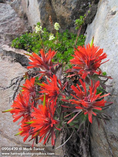Cliff Paintbrush & Patridgefoot on rock cliff