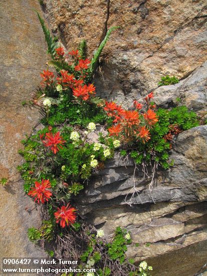 Cliff Paintbrush & Patridgefoot on rock cliff