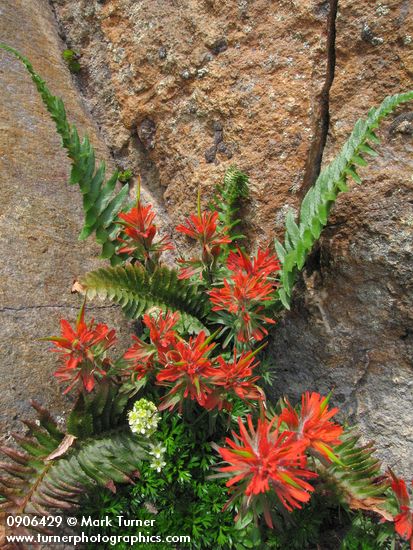 Cliff Paintbrush, Patridgefoot, Shasta Fern on rock cliff