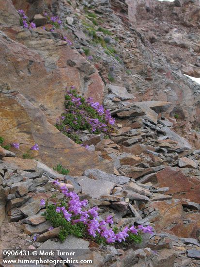Davidson's Penstemon on rock cliff