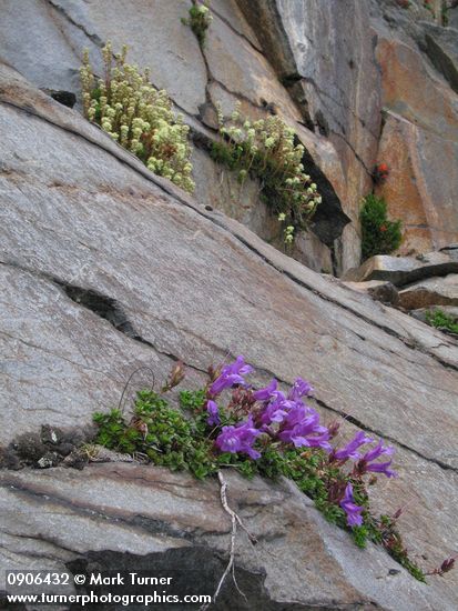 Davidson's Penstemon & Partridgefoot on rock cliff