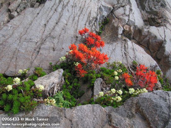 Cliff Paintbrush & Patridgefoot on rock cliff