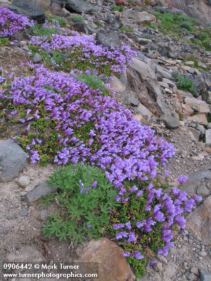 Davidson's Penstemon