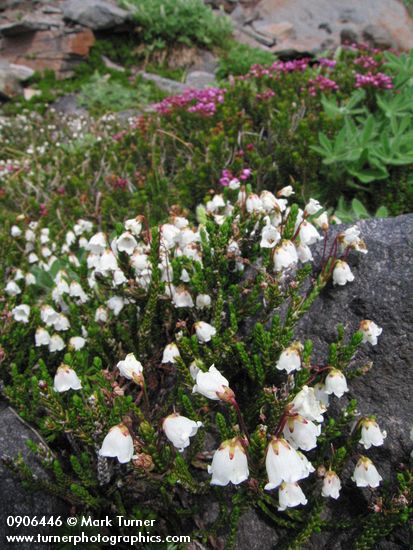 White Heather w/ Pink Mountain-heather bkgnd