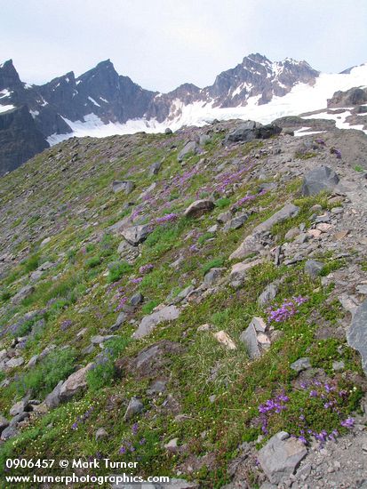 Davidson's Penstemon, Patrridgefoot on glacial moraine w/ Black Buttes bkgnd