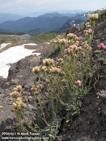 Rosy Pussytoes on glacial moraine