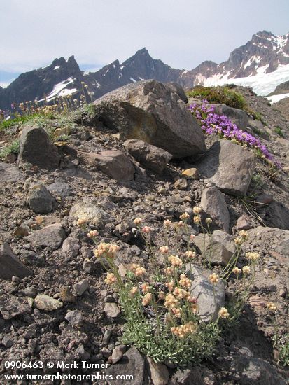 Rosy Pussytoes, Davidson's Penstemon on glacial moraine w/ Black Buttes bkgnd