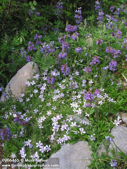 Spreading Phlox w/ Small-flowered Penstemon