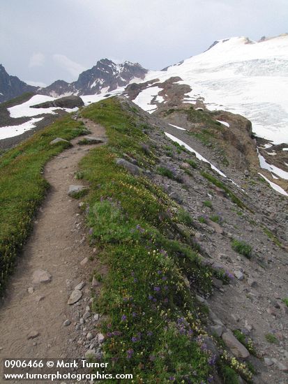 Partridgefoot & Small-flowered Penstemon along Railroad Grade trail w/ Black Buttes & Mt. Baker summit bkgnd