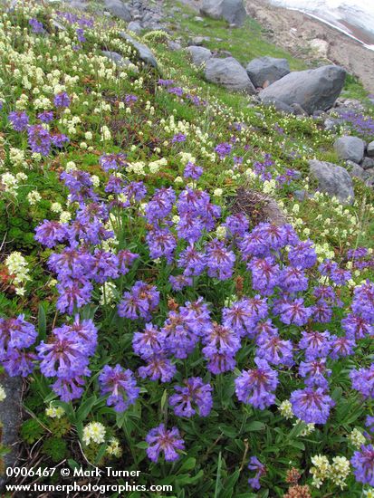 Small-flowered Penstemon w/ Partridgefoot