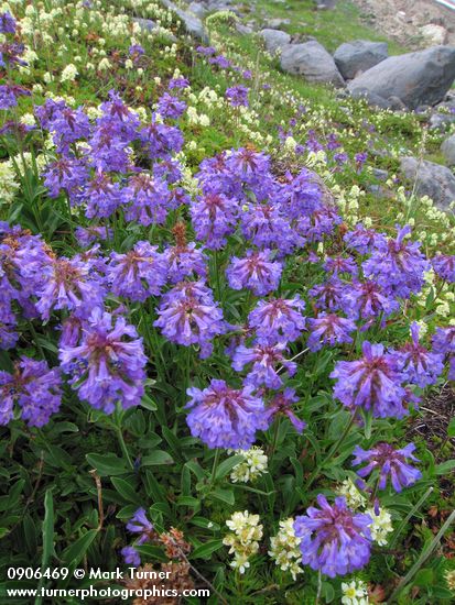 Small-flowered Penstemon w/ Partridgefoot