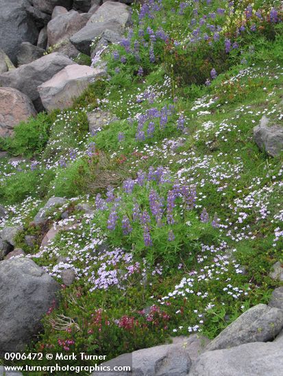 Broadleaf Lupines, Spreading Phlox, Pink Mountain-heather