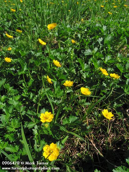 Fan-leaf Cinquefoil