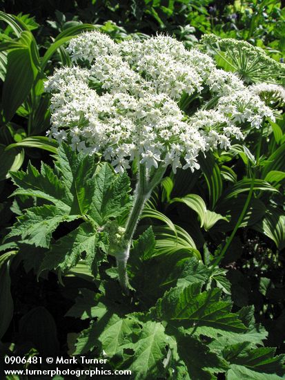 Cow Parsnip blossoms & foliage