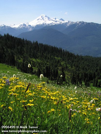 Mt. Baker beyond alpine meadow w/ Mountain Arnica