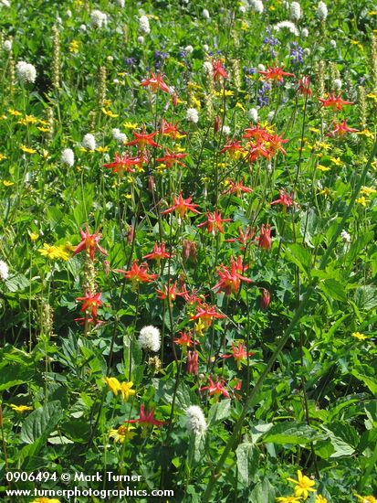 Red Columbine, Western Bistort, Mountain Arnica in subalpine meadow