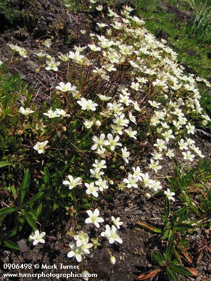 Spotted Saxifrage