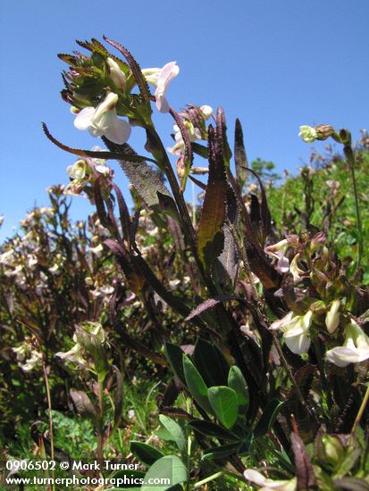 Sickletop Lousewort blossoms & foliage