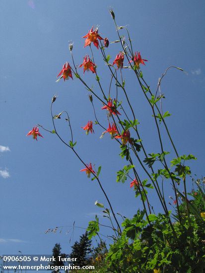 Red Columbine against blue sky