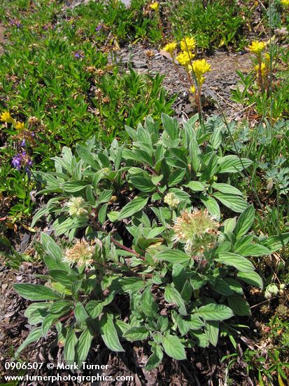 Narrowsepal Phacelia