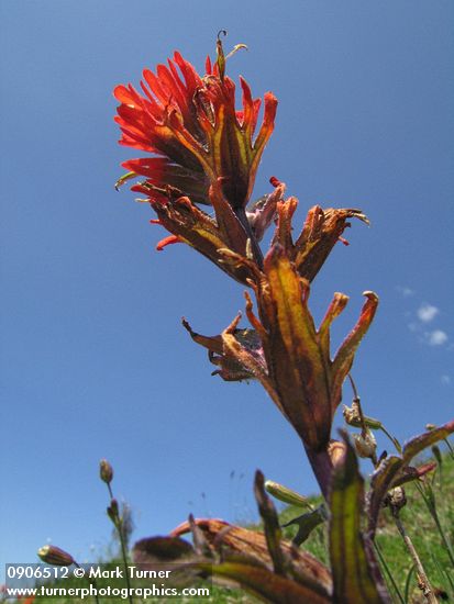 Harsh Paintbrush against blue sky