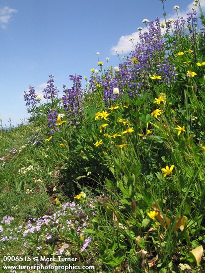 Mountain Arnica, Broadleaf Lupines, Spreading Phlox, Western Bistort in subalpine meadow