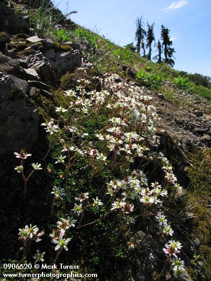 Tolmie's Saxifrage