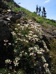 Tolmie's Saxifrage
